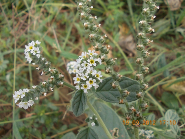 bella infestante - Heliotropium europaeum